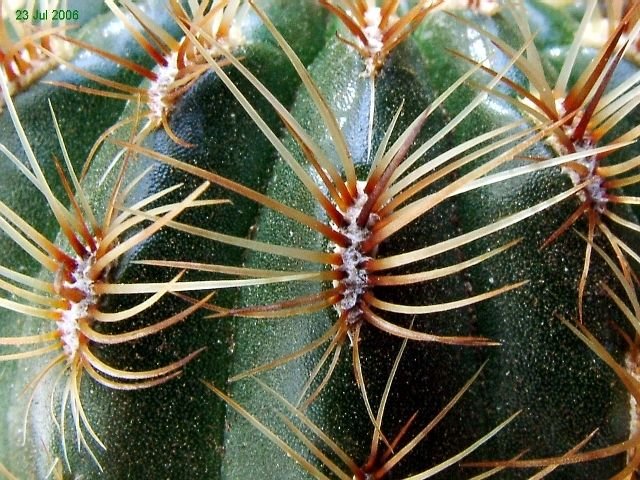 Oroya _peruviana 'neoperuviana' GC309.02_ 04